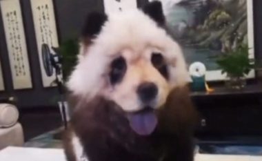 A është ky një qen apo një panda?