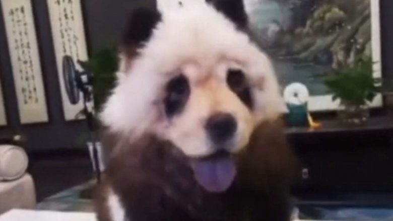 A është ky një qen apo një panda?