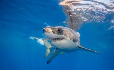 Destinacionet më vdekjeprurëse të pushimeve në botë nga sulmet e peshkaqenëve