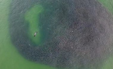 Ngrit në ajër dronin, filmon momentin kur fokat i vërsulen tufës së peshqve – ishin të uritura dhe kërkonin ushqim