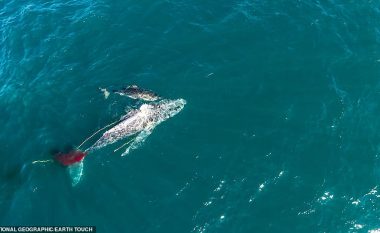 Ndodh edhe kjo, peshkaqeni i bardhë e mbyt balenën 10 metërshe – ia dëmton arterien dhe nga gjakderdhja ngordh