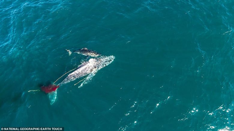 Ndodh edhe kjo, peshkaqeni i bardhë e mbyt balenën 10 metërshe – ia dëmton arterien dhe nga gjakderdhja ngordh