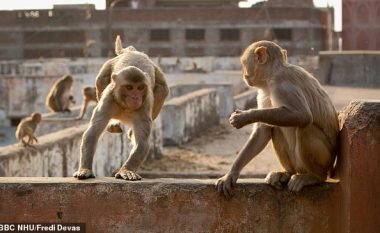 Humb jetën familja pesë anëtarëshe në Indi, tufa e majmunëve shembin murin – përfundon mbi kokën e gruas dhe fëmijëve të saj