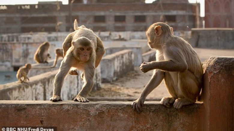 Humb jetën familja pesë anëtarëshe në Indi, tufa e majmunëve shembin murin – përfundon mbi kokën e gruas dhe fëmijëve të saj