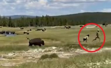 E sulmon bizoni gjigant, shtrihet në tokë dhe shtiret sikur është lënduar – arrin ta mashtrojë kafshën e egër