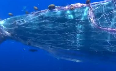 Balena “ngec” në rrjetën e peshkatarëve, rojet bregdetare në Itali e shpëtojnë