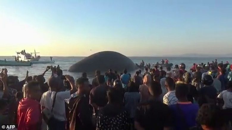 Balenën e ngordhur 23 metërshe e nxjerrin dallgët e detit në rërë, ekspertët nuk po e dinë shkakun e ngordhjes
