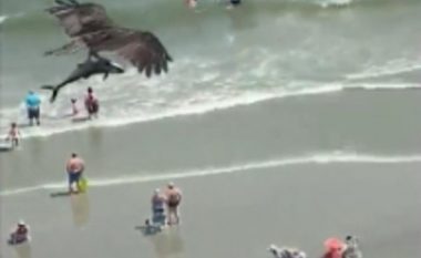 Shqiponja e bartë me kthetra peshkaqenin, pushuesit në plazh shikojnë të habitur