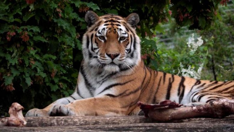 Tigri vret kujdestaren e kopshtit zoologjik, para vizitorëve në Cyrih të Zvicrës
