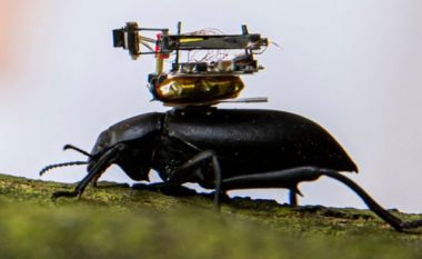 Studiuesit në SHBA zhvillojnë një aparat fotografik, i cili mund të bartet përmes brumbujve