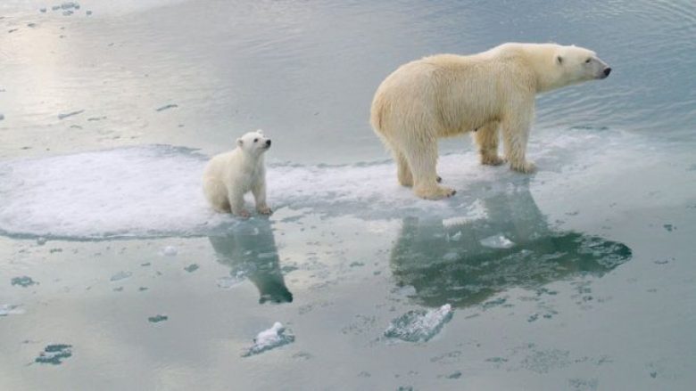 Ngrohja globale: Arinjtë polarë rrezikojnë të zhduken deri në vitin 2100
