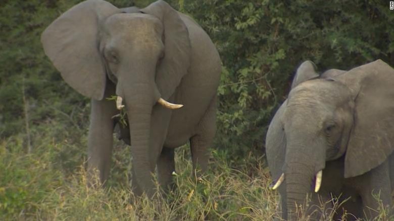 Më shumë se 360 elefantë ngordhin në rrethana misterioze në Botswana