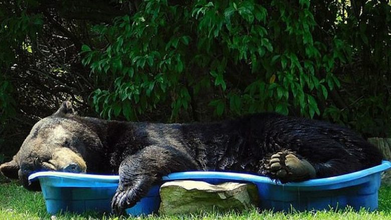 Pamje të ariut i cili hyri në kopshtin e një gruaje në SHBA, ndërsa relaksohet në pishinë dhe “bën një sy gjumë”