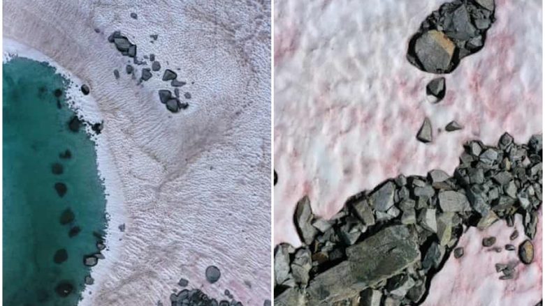 Alpet italiane bëhen rozë, dyshohet se algat ia ndryshuan akullit ngjyrën