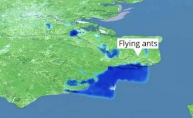 Radari i motit britanik zbulon tufa të mëdha të milingonave që fluturojnë mbi Angli