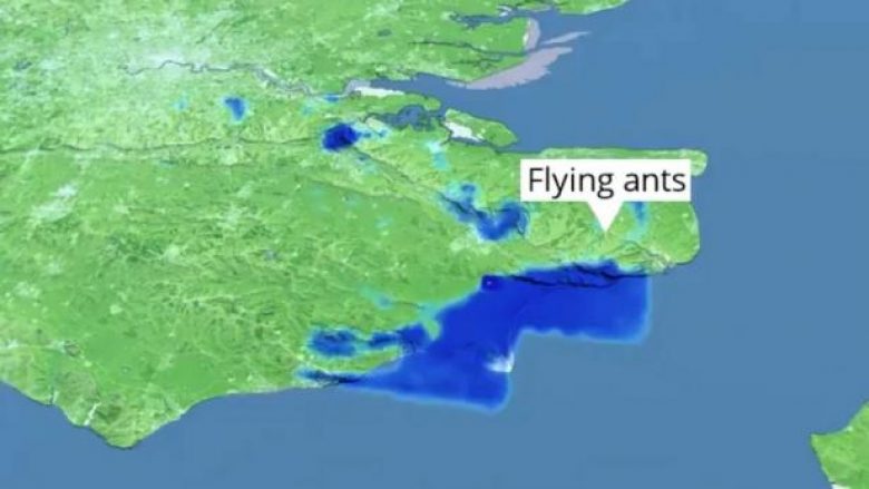 Radari i motit britanik zbulon tufa të mëdha të milingonave që fluturojnë mbi Angli