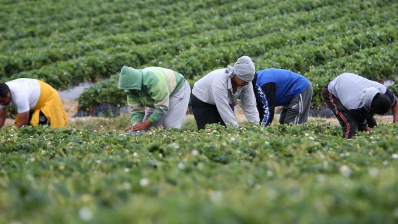 Shqiptarët, ndër të parët në Itali që kërkojnë punë në bujqësi dhe blegtori