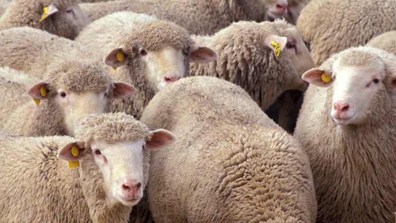 Vjedhin dele në Fushë Kosovë