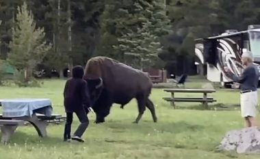 Iu afrua bizonit më tepër se që duhet, 72-vjeçarja e pëson keq – kafsha “e fluturon” rreth 5 metra në ajër