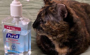 Dezinfektuesit mund të jenë toksikë ndaj maceve, paralajmëron veterinari