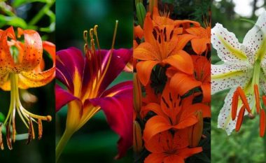 Zambakët e zjarrtë për kopshtin më të mirë: Zambakët duhet të lulëzojnë në çdo kopsht