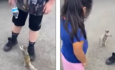 Videoja e ketrit që u bë virale, i ‘kërkon’ ujë një djaloshi i cili e mbante një shishe në dorë