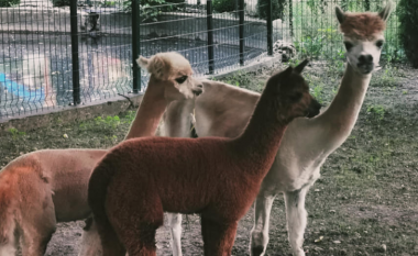 Tre lama dhe dy deve arrijnë në kopshtin zoologjik të Shkupit