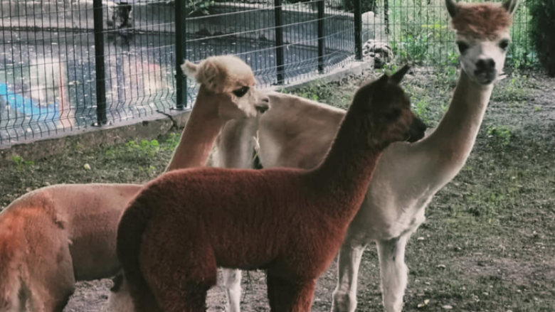 Tre lama dhe dy deve arrijnë në kopshtin zoologjik të Shkupit