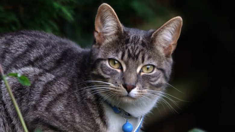 Një mace bëhet kafsha e parë në Britani të Madhe që del pozitive me COVID-19