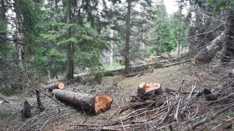 Kërkohet ndalimi i prerjes së drunjve në Malin Sharr
