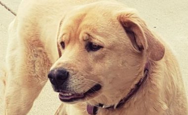 Një qen i zhdukur gjendet 80 kilometra larg – në shtëpinë e mëparshme të pronarit të tij