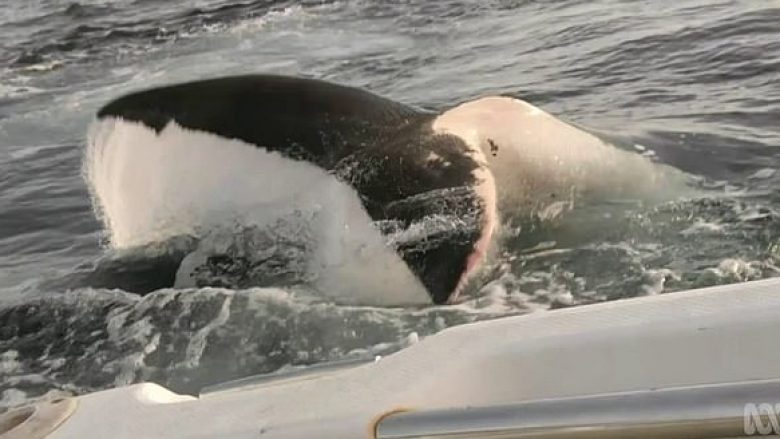 Babai dhe djali i tij filmojnë momentin e tmerrshëm kur një peshkaqen i madh “kapet” për varkën e tyre