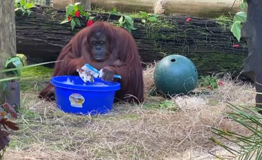 Shembull i mirë: një orangutan 34-vjeçar mëson se si t’i lajë duart