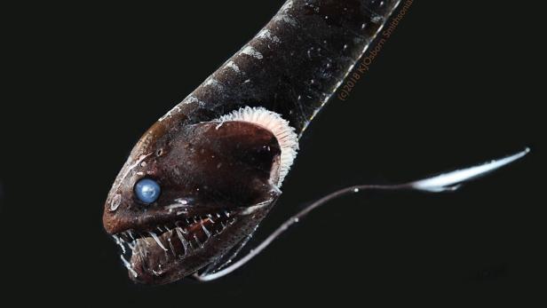 Zbulohen 16 peshq ultra të zinj në thellësi të detit