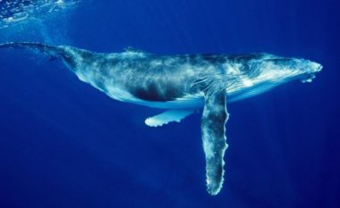 Ndodh edhe kjo në Australi, një vajzë shtypet nga balena derisa po notonte – pëson lëndime të rënda trupore