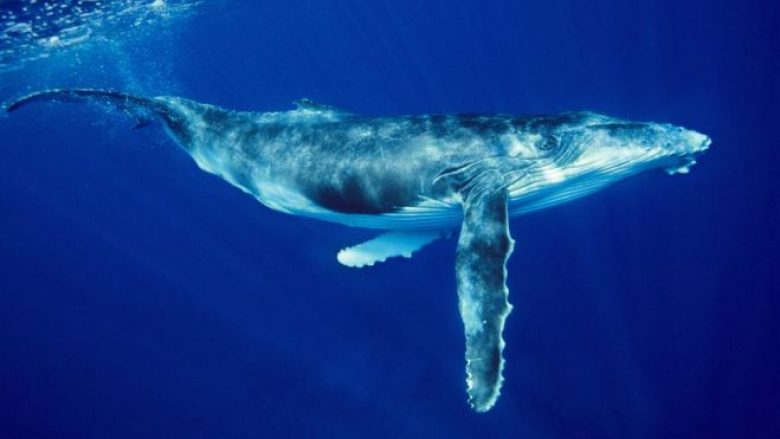 Ndodh edhe kjo në Australi, një vajzë shtypet nga balena derisa po notonte – pëson lëndime të rënda trupore