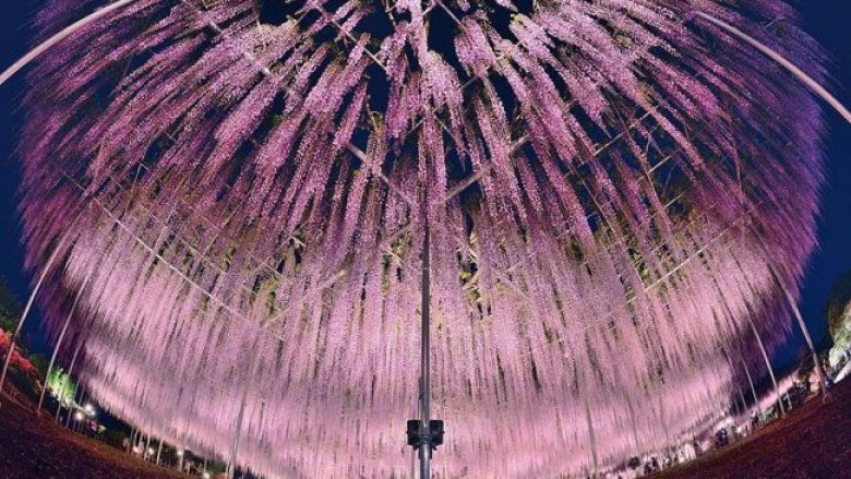 Pema 144-vjeçare në Japoni e cila duket si një qiell rozë