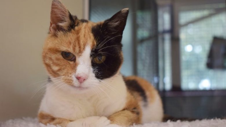 Macja që u zhduk në pushimoret skoceze u gjet 12 vjet më vonë