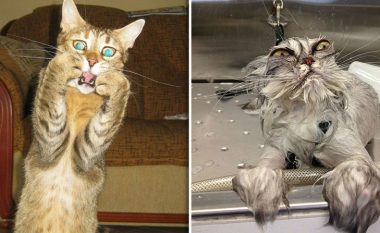 Macet janë kafshët me reagimet më dramatike