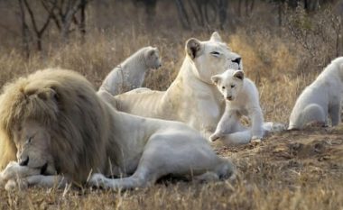 Përse disa luanë afrikanë janë të bardhë?