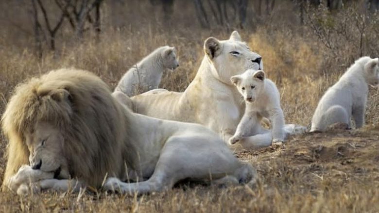Përse disa luanë afrikanë janë të bardhë?