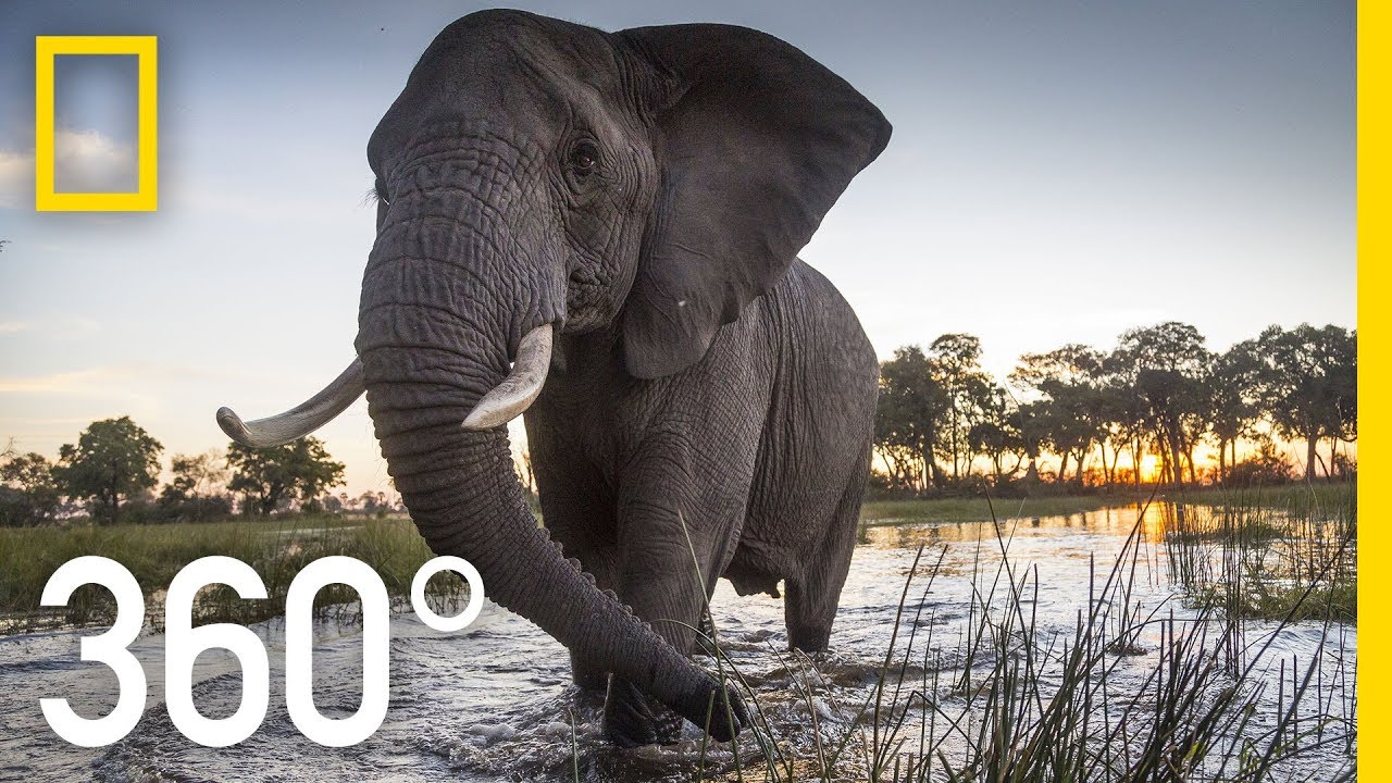 Shëtisni me elefantë nëpër deltën e lumit Okavango