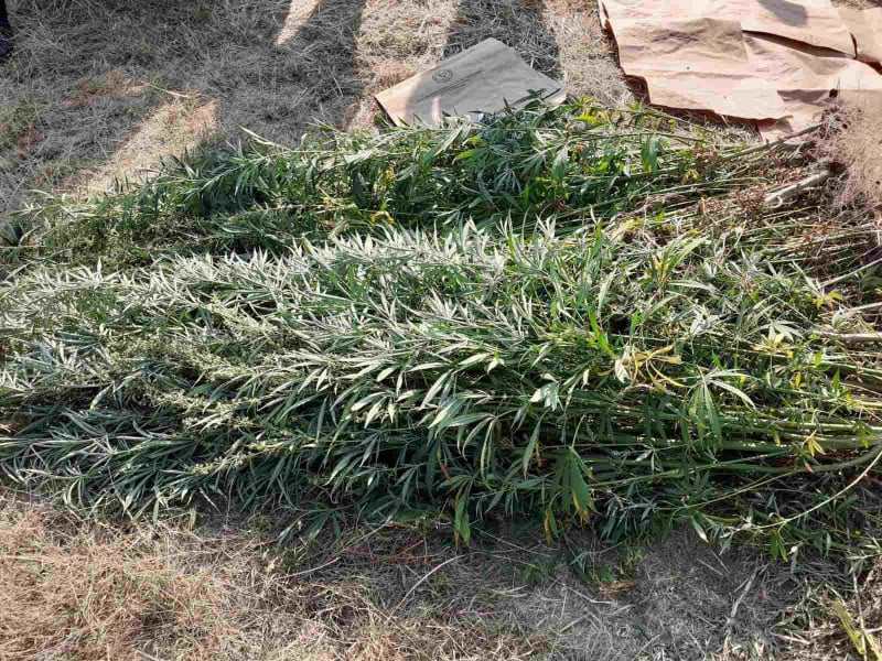 Policia zbulon 112 rrënjë marihuane deri në tre metra në Dellçevë