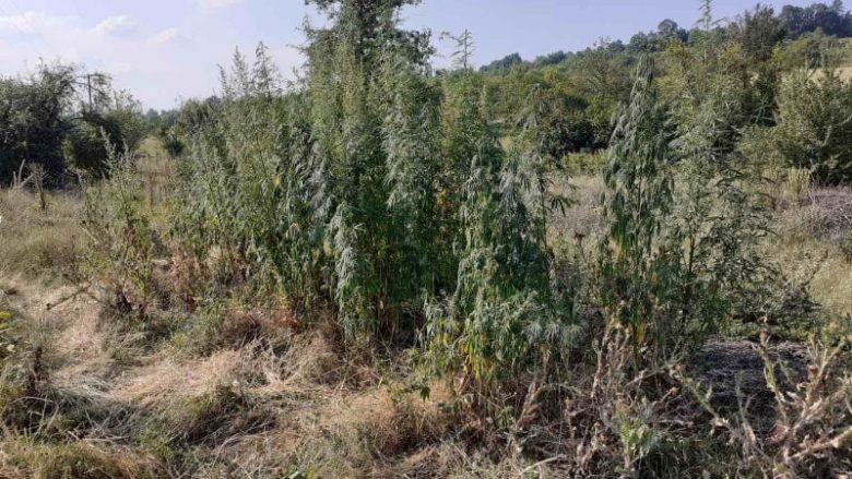 Policia zbulon 112 rrënjë marihuane deri në tre metra në Dellçevë