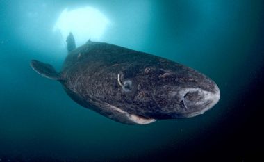 Historia e çuditshme e peshkaqenit të Grenlandës, vertebrori i cili mund të jetojë deri në 512 vjet