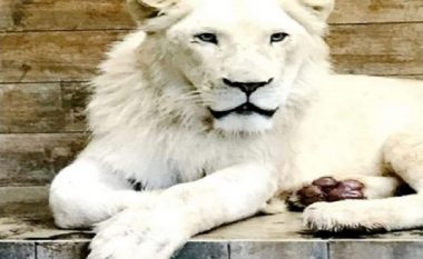 Luani parandalon vjedhjen në Kopshtin zoologjik në Shkup