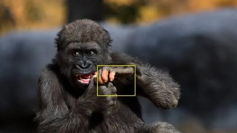 Fotografia e gorillës me mungesë pigmentimi, tregon ngjashmërinë me njerëzit