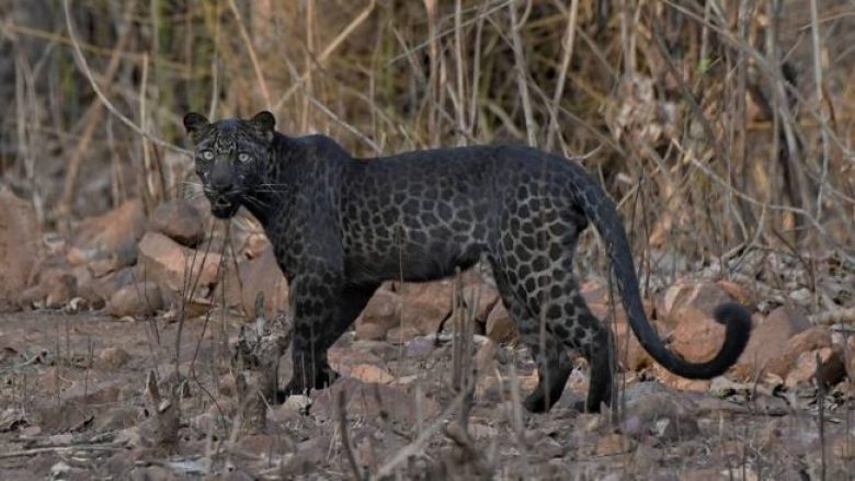 Turistët fotografojnë një leopard jashtëzakonisht të rrallë