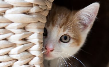 Pesë gjëra të lezetshme por të çuditshme që macet bëjnë kur duan ta shprehin dashurinë