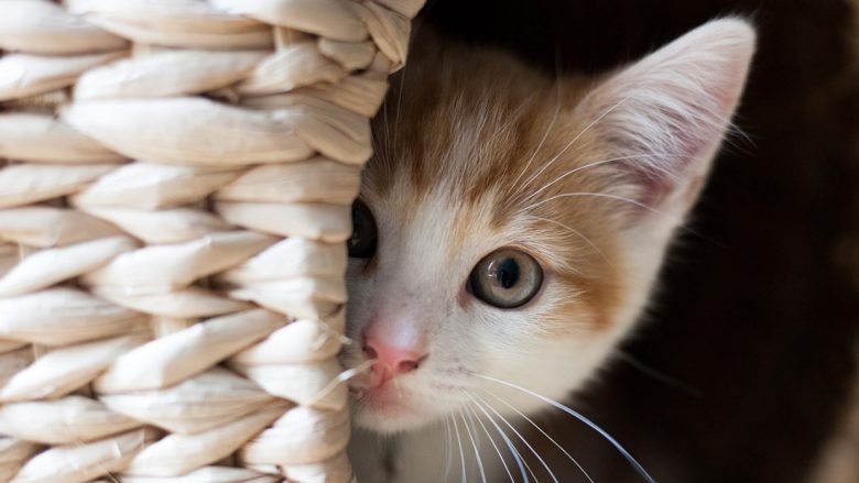 Pesë gjëra të lezetshme por të çuditshme që macet bëjnë kur duan ta shprehin dashurinë